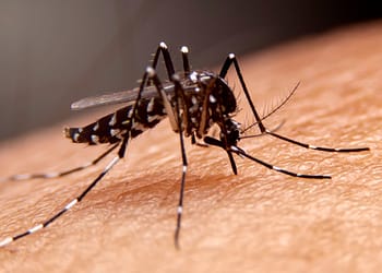 A black and white mosquito perched on human skin, showing its legs and wings.