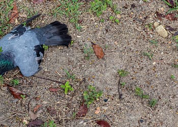 Dead gray pigeon on the ground, surrounded by grass and dry leaves.