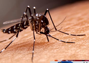 A mosquito feeding on human skin, showing its slender body and transparent wings.