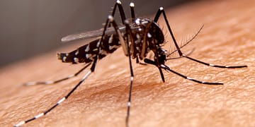 A black and white mosquito perched on human skin, showing its legs and wings.