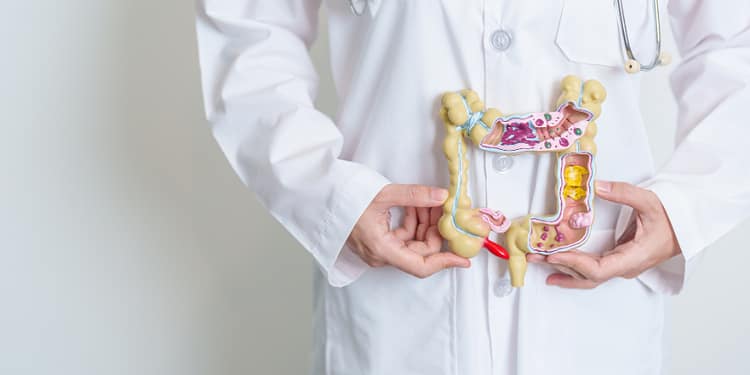 A medical professional holds an anatomical model of the digestive system, showing the stomach, intestines and colon, while wearing a white lab coat and with a stethoscope around his neck.