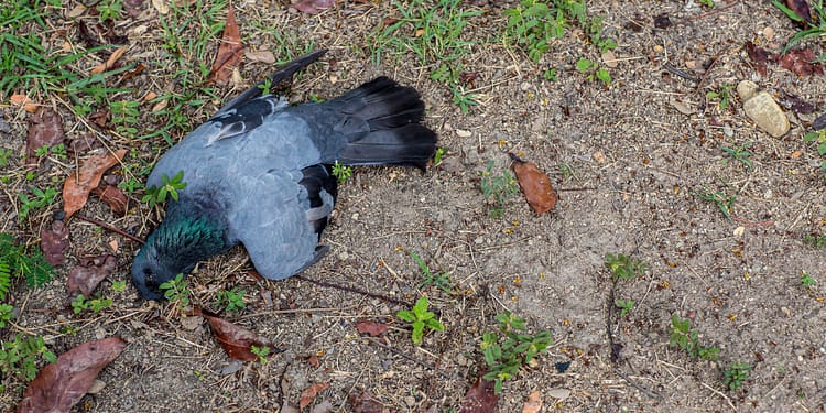 Dead gray pigeon on the ground, surrounded by grass and dry leaves.