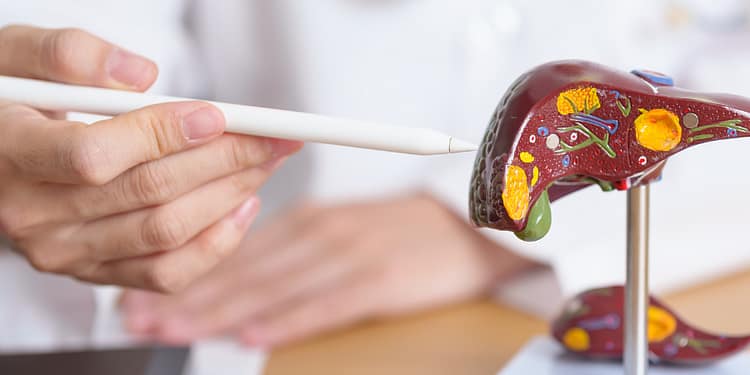 A hand holds a pointer pointing at a three-dimensional model of the liver, showing colorful details of its anatomy, in a doctor's office setting.