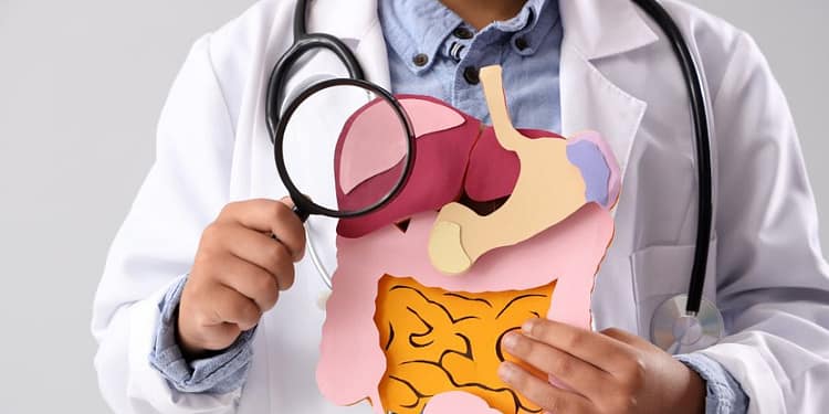 A doctor holds a paper model of digestive organs, including the stomach, intestine, and liver, while wearing a stethoscope around his neck on a gray background.