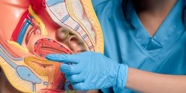 A person wearing blue gloves points to an anatomical model showing the human female reproductive system, with colored details indicating different structures and blood vessels.