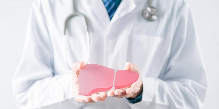 A doctor holds a pink and red model of the liver, with a stethoscope around his neck and dressed in a white coat.